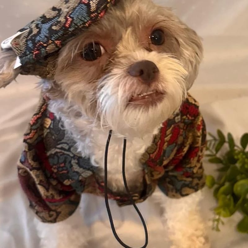 Jacquard Beret, for your dog