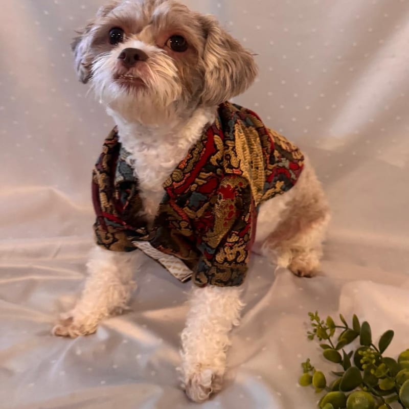 Jacquard Shirt, for your dog