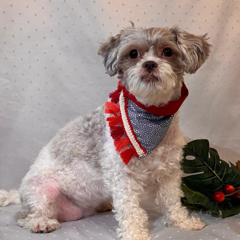 Red Shimmer Bandana, for your dog