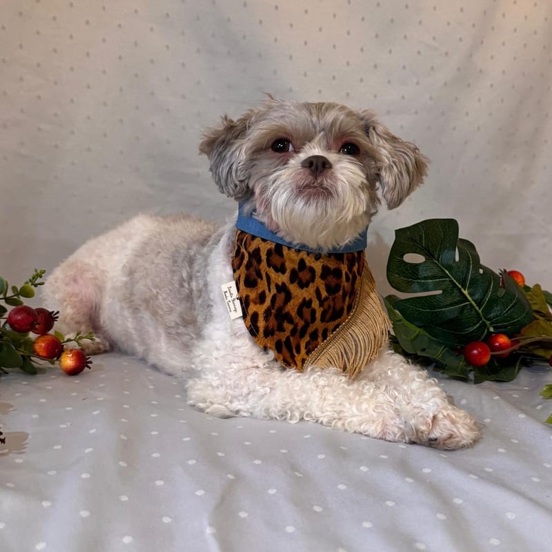 Leopard Bandana, Gold Fringe, for your dog