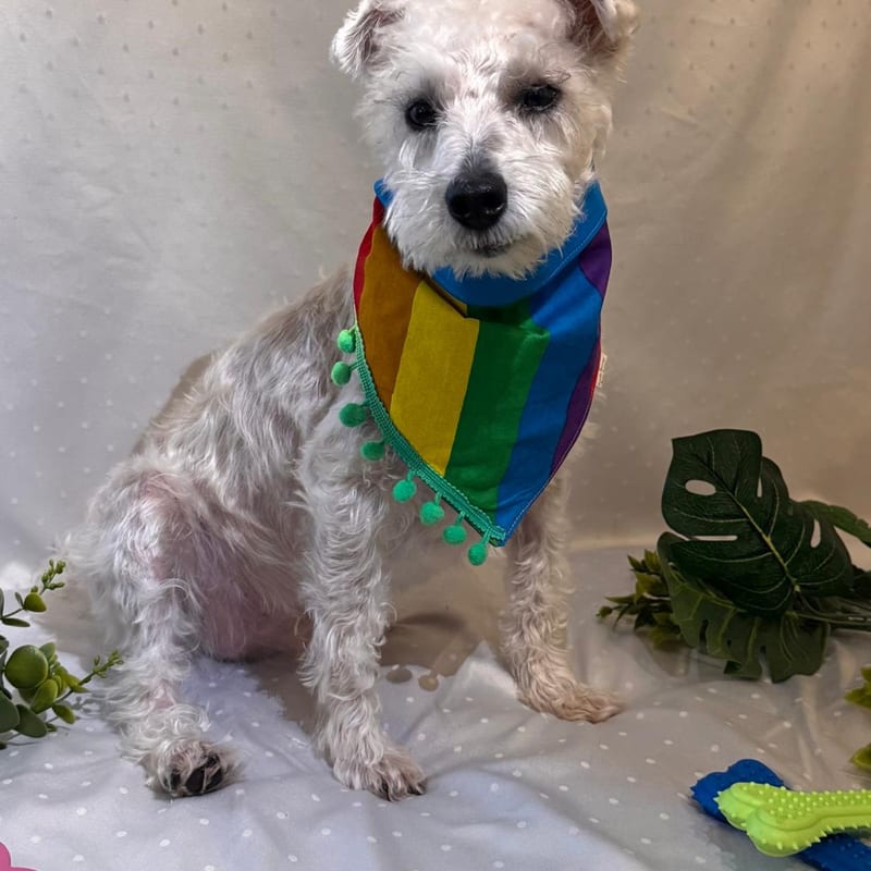 Pride Bandana, for your dog