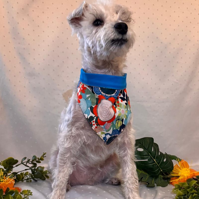 Floral Bandana, Blue Reverse, for your dog