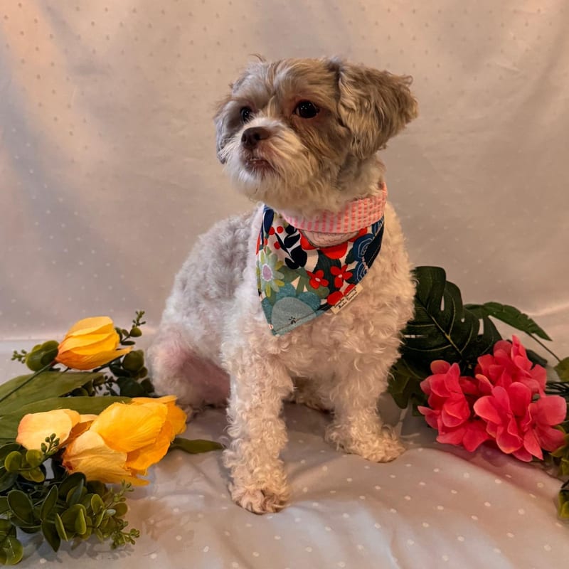 Floral Bandana, Pink Stripe, for your dog