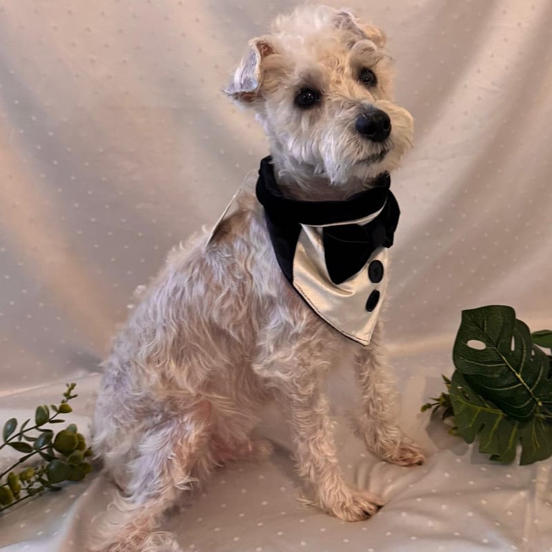 Velvet Tuxedo Bandana, for your dog