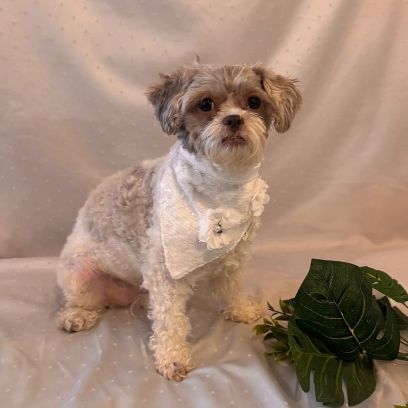 Bridal Bandana, for your dog
