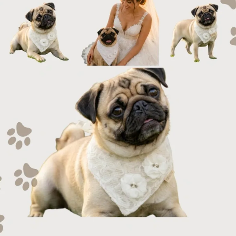 A pug in the bridal bandana beside a bride in white