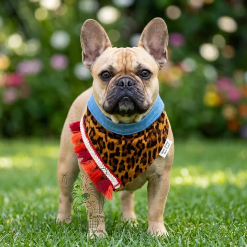 A small white dog in the leopard bandana with red fringe